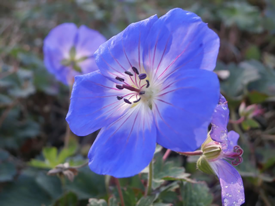 ゲラニウム 'ジョリービー'（Geranium 'Jolly Bee'）／フウロソウ科