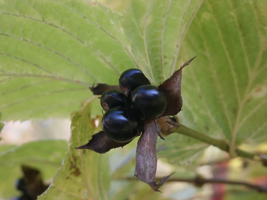 シロヤマブキ（Rhodotypos scandens）／バラ科