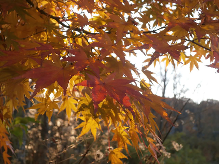 イロハモミジ（Acer palmatum）／カエデ科