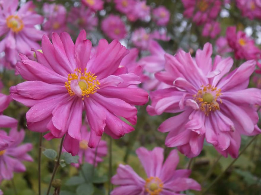 シュウメイギク(八重花種)（Anemone hupehensis）／キンポウゲ科