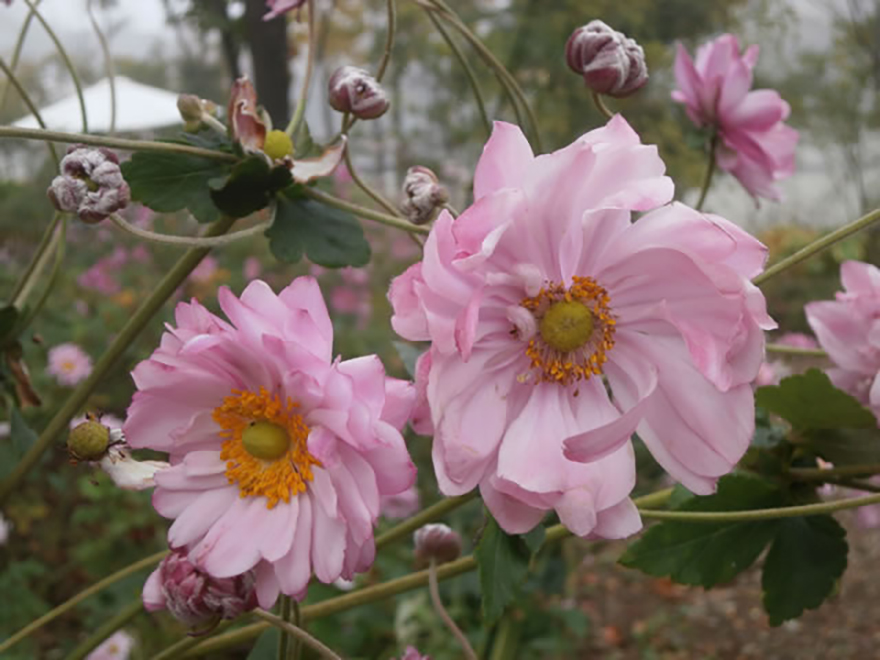 シュウメイギク(八重花種)（Anemone hupehensis）／キンポウゲ科