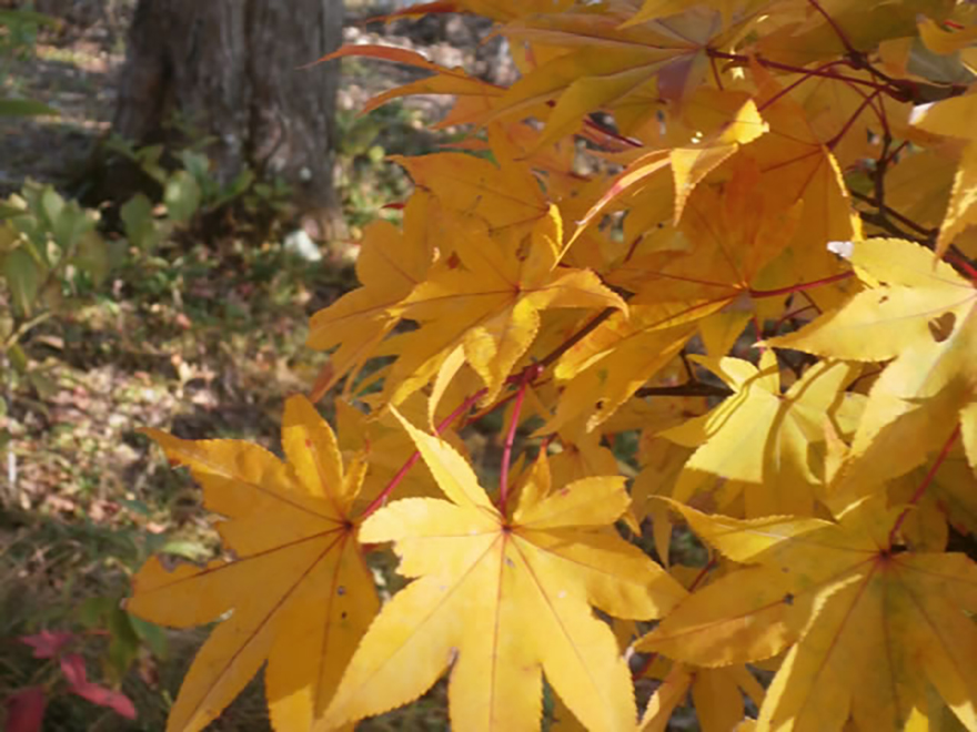 オオモミジ（Acer palmatum var.amoenum）／カエデ科