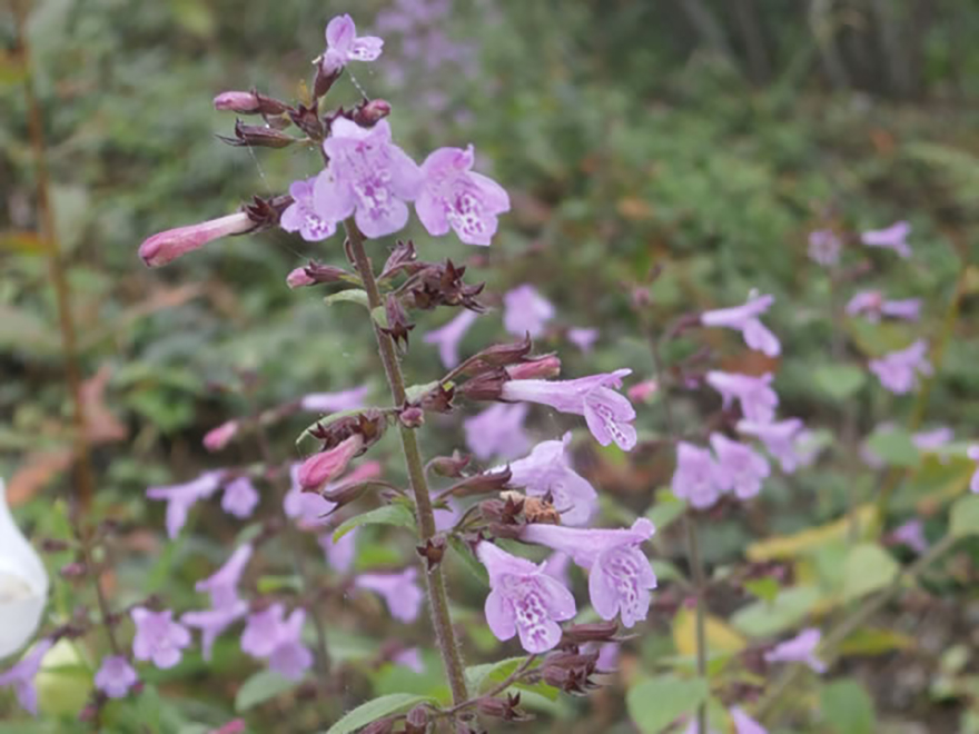 カラミンサ・ネペタ（Calamintha nepeta）／シソ科