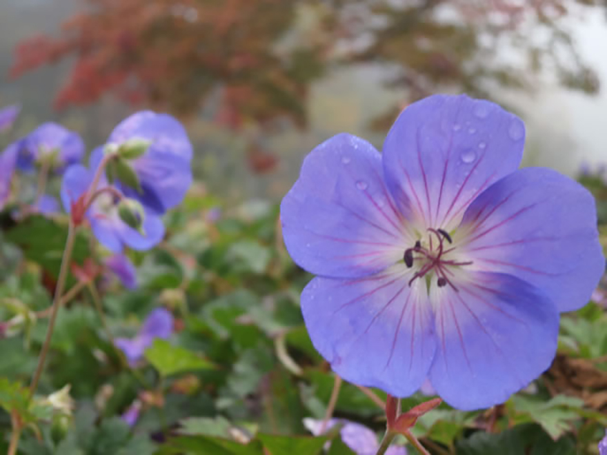 ゲラニウム ‘ジョリービー’（Geranium 'Jolly Bee'）／フウロソウ科