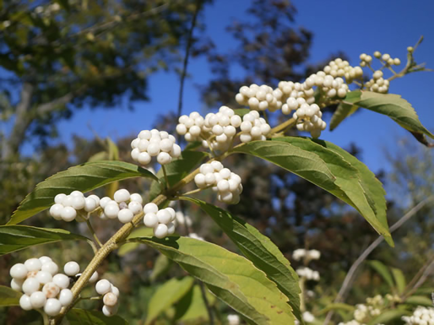 シロシキブ（Callocarpa laponica f.albibacca）／クマツヅラ科