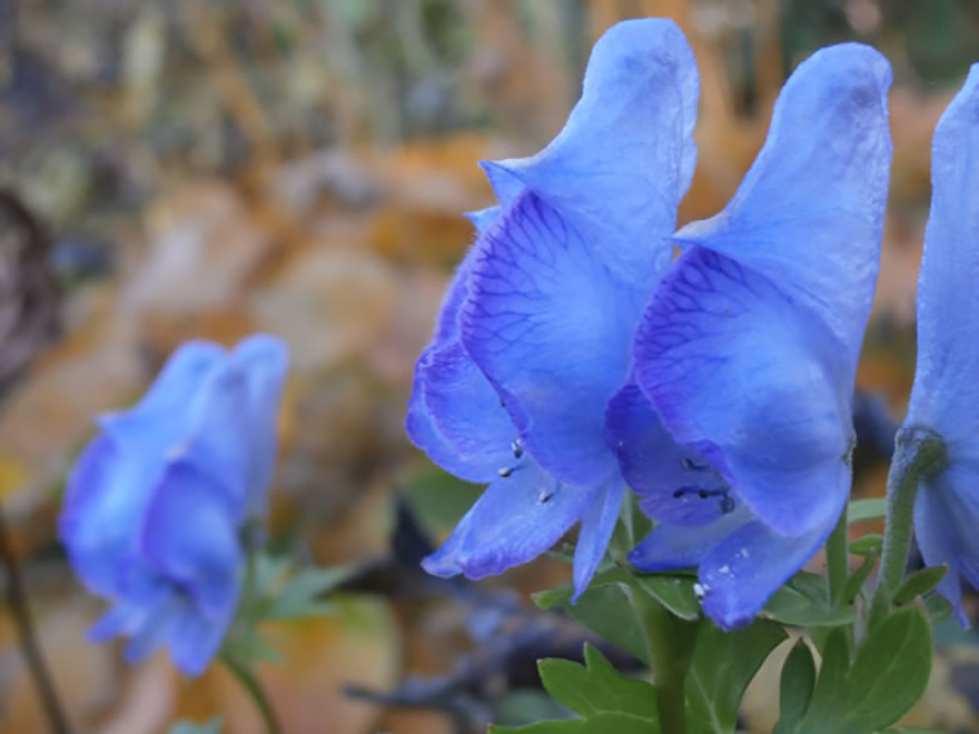 トリカブト（Aconitum）／キンポウゲ科