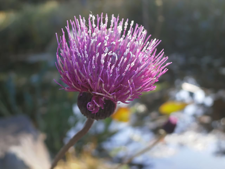 ノハラアザミ（Cirsium oligophyllum）／キク科