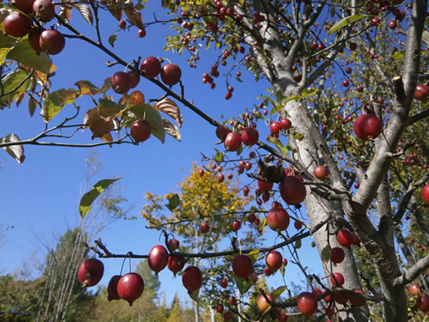 ヒメリンゴ（Malus×cerasifere）／バラ科