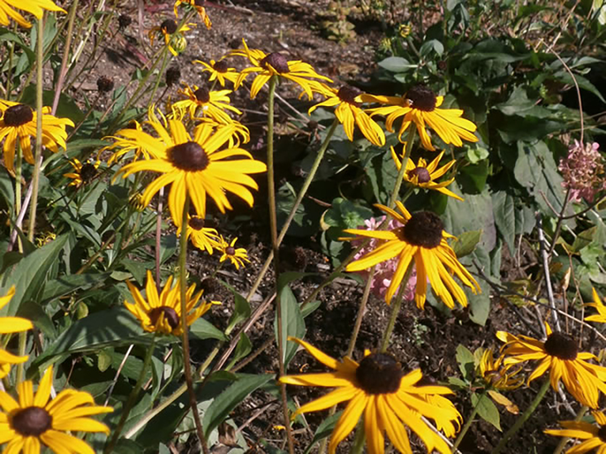 ルドベキア ‘ヒルタ’（Rudbeckia hirta）／キク科