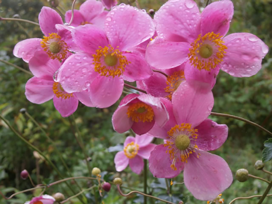 シュウメイギク ‘ダイアナ’（Anemone hupehensis 'Diana'）／キンポウゲ科