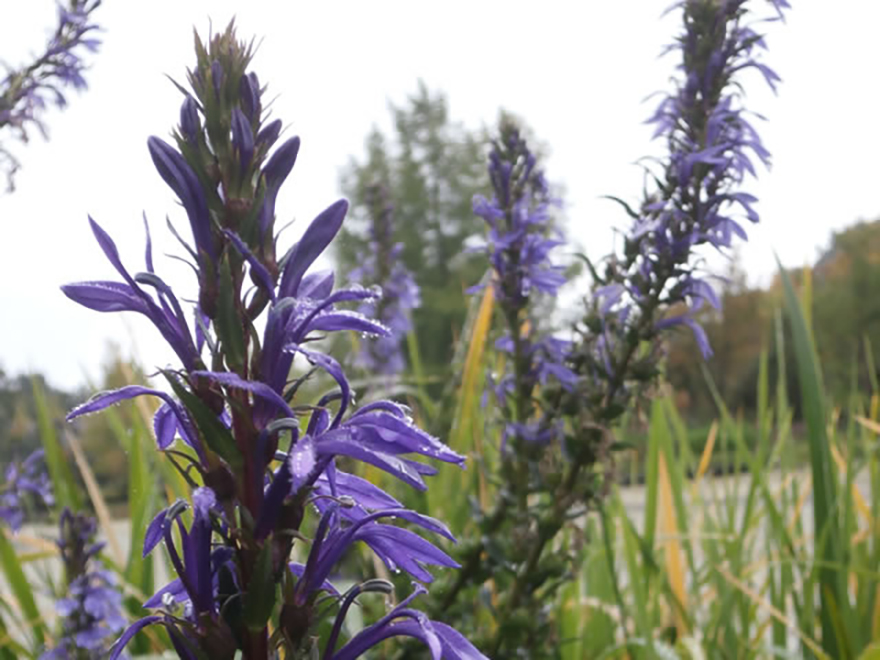 サワギキョウ（Lobelia sessilifolia）／キキョウ科