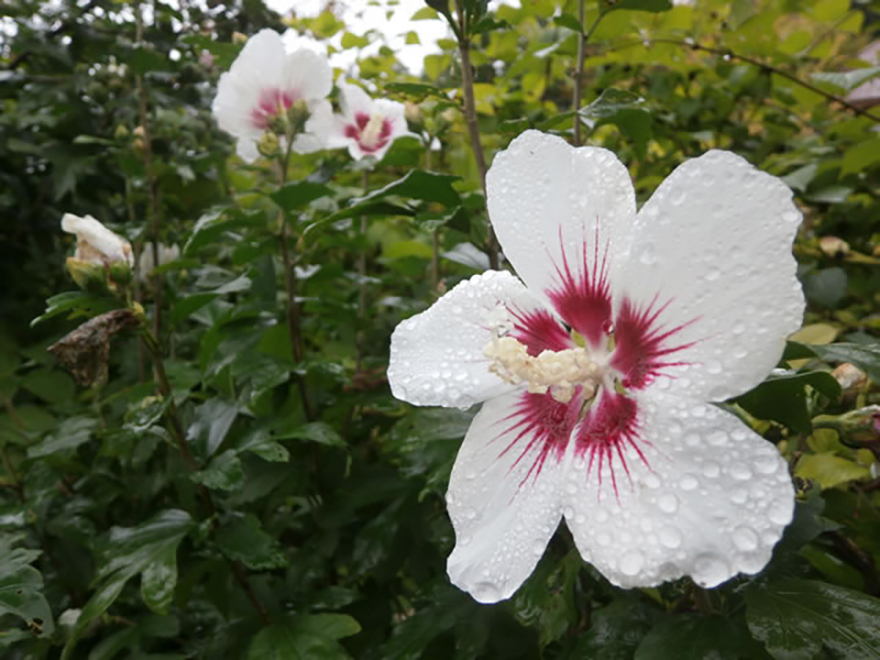 ムクゲ（Hibiscus syriacus）／アオイ科