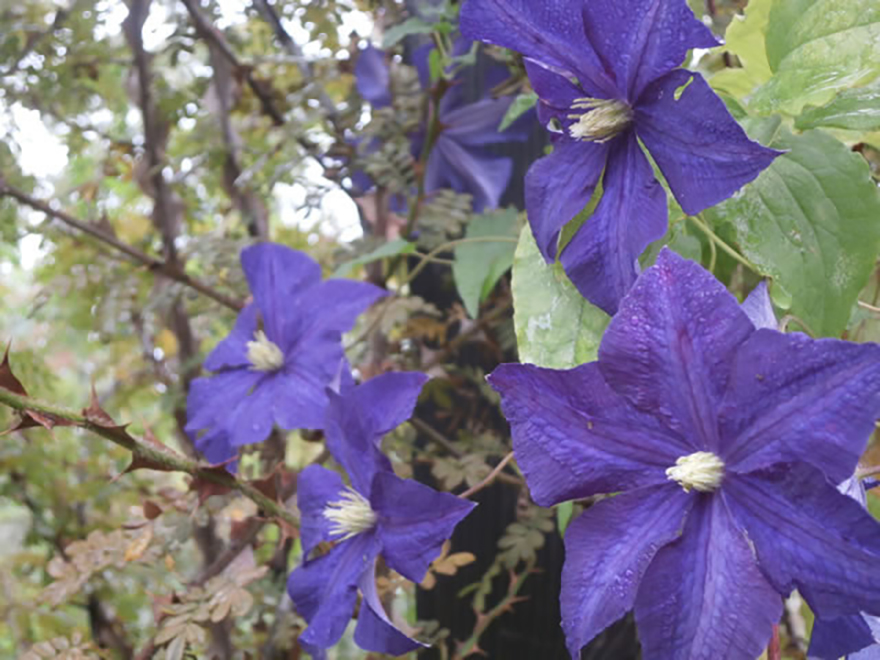 クレマチス ‘ジャックマニー’（Clematis 'Jackmanii'）／キンポウゲ科