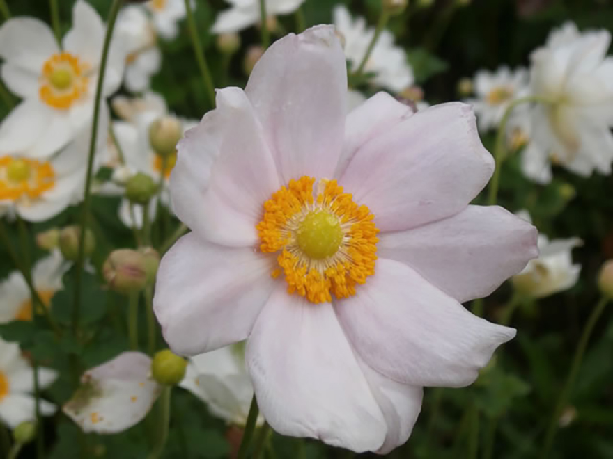 シュウメイギク（Anemone hupehensis var.japonica）／キンポウゲ科