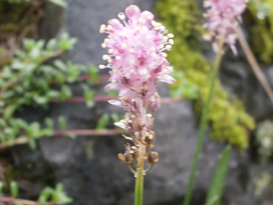 ツルボ(Scilla scilloides scilla)/ユリ科