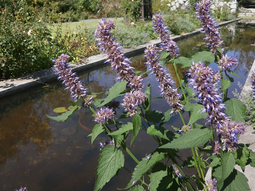 アニスヒソップ（Agastache foeniculm）／シソ科