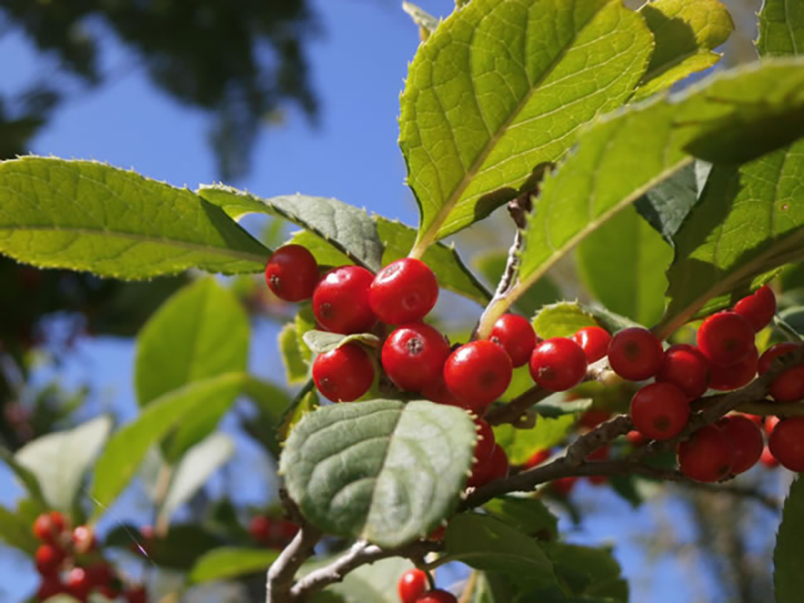 ウメモドキ（Ilex serrata）／モチノキ科