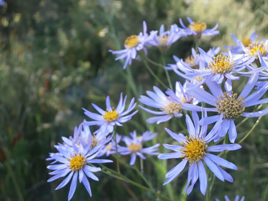 シオン（Aster tataricus）／キク科