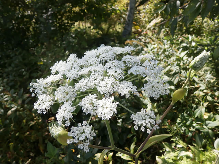 シラネセンキュウ（Angelica polymorpha）／セリ科