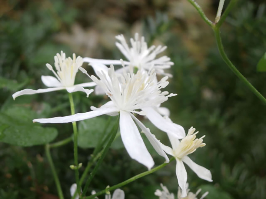 センニンソウ(Clematis terniflora)/キンポウゲ科