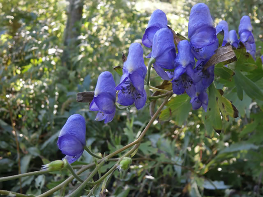 トリカブト（Aconitum）／キンポウゲ科