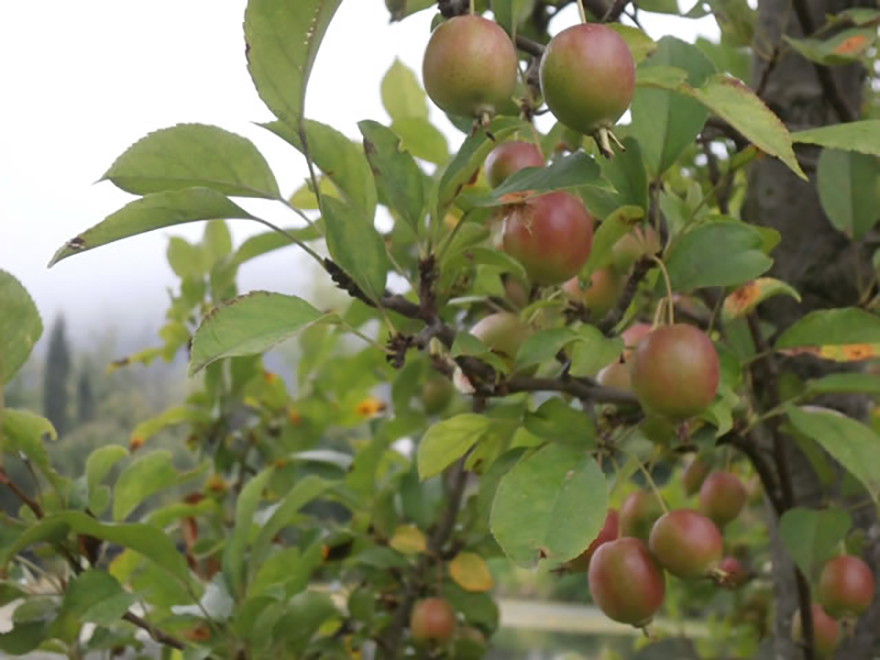 ヒメリンゴ（Malus×cerasifere）／バラ科
