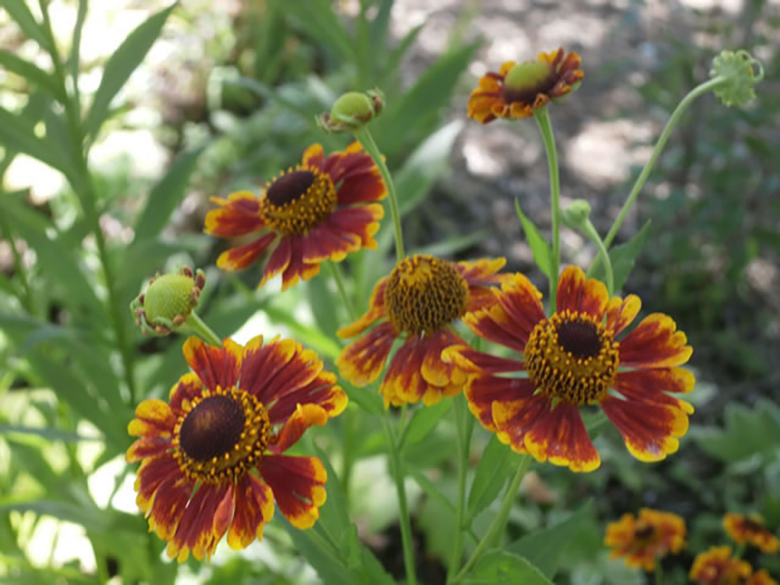 ヘレニウム（Helenium autumnale）／キク科