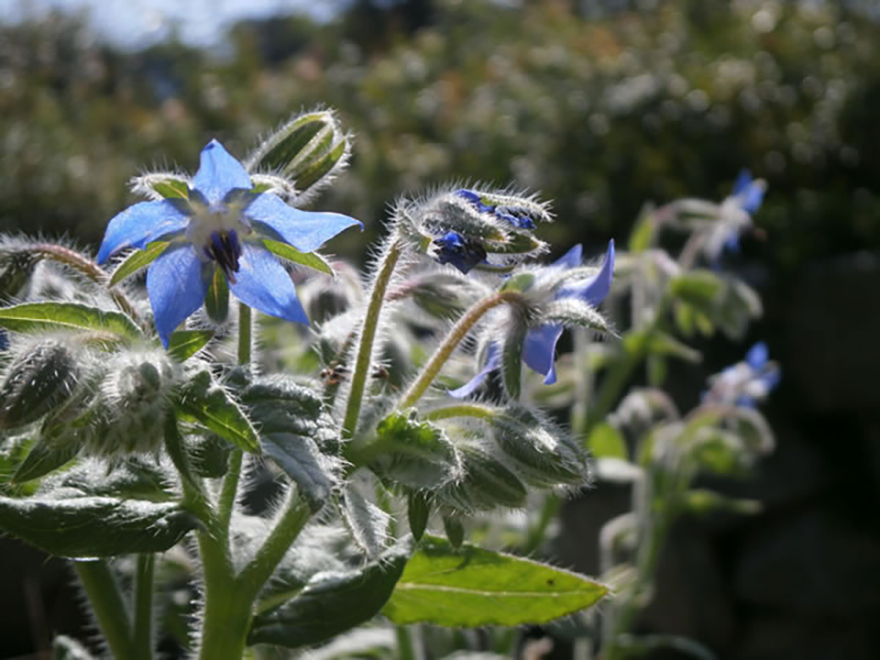 ボリジ(Borago officinalis)/ムラサキ科