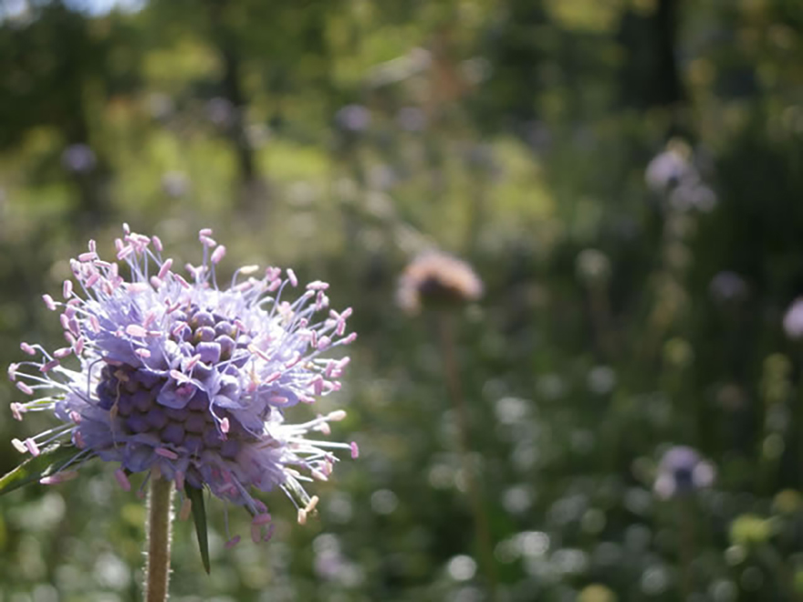 マツムシソウ（scabiosa japonica）／マツムシソウ科