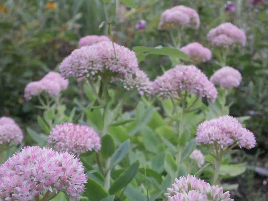 オオベンケイソウ（Hylotelephium sieboldiie）／ベンケイソウ科