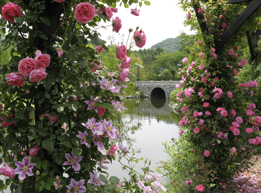 ば あ ば の 薔薇 の 花園